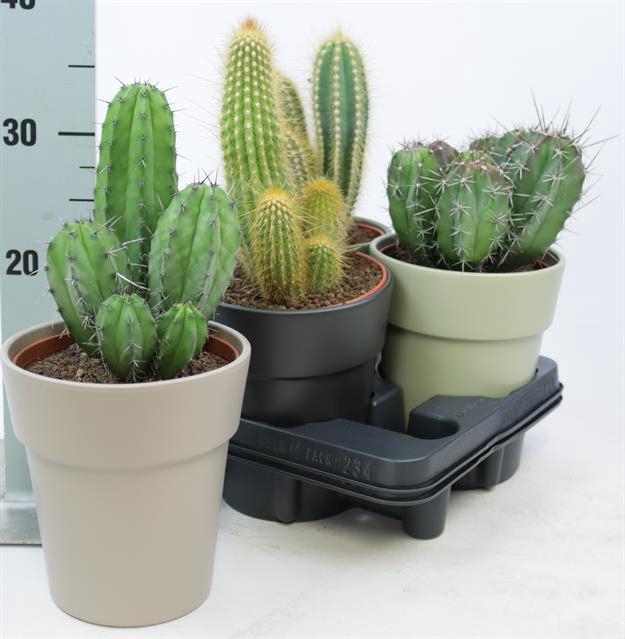 <h4>CACTUS OV</h4>