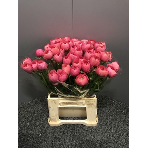 Ran Suc Ex Lollipop Bi-color