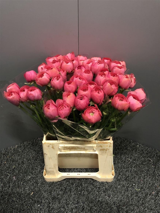 <h4>Ran Suc Ex Lollipop Bi-color</h4>