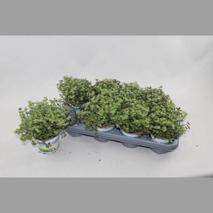 CALLISIA REPENS