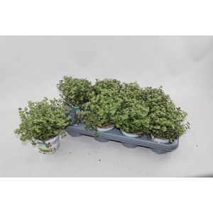 CALLISIA REPENS