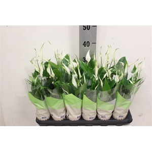 Spathiphyllum 'Chopin'