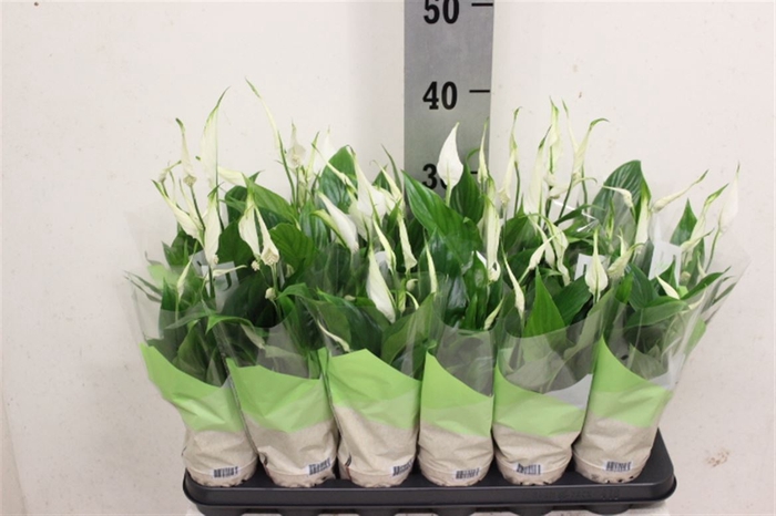 <h4>Spathiphyllum 'Chopin'</h4>
