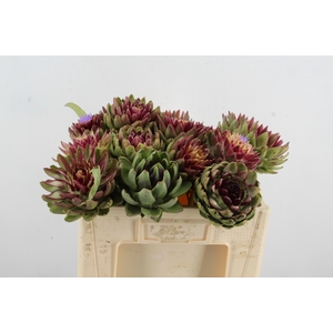 CYNARA SC GREEN GLOB