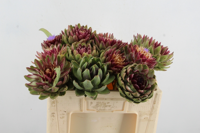 <h4>CYNARA SC GREEN GLOB</h4>