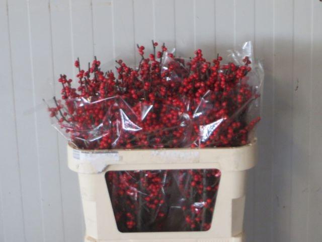 <h4>ILEX VE RODE BES</h4>