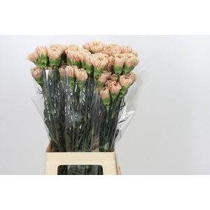Dianthus St Honey