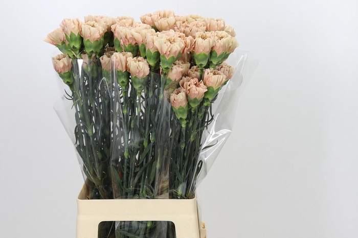 <h4>Dianthus St Honey</h4>
