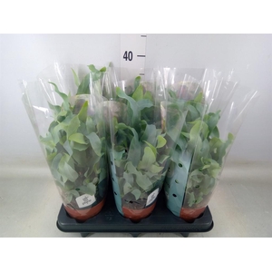 Phlebodium aureum 'Blue Star'