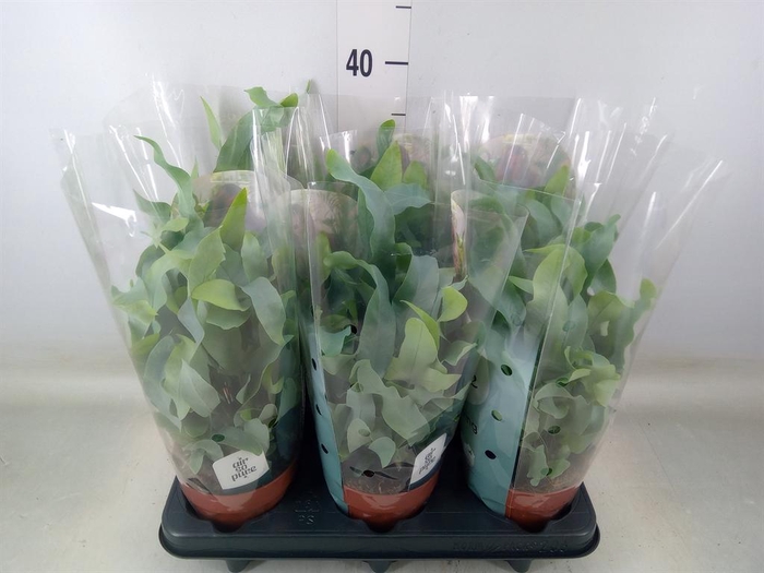 <h4>Phlebodium aureum 'Blue Star'</h4>