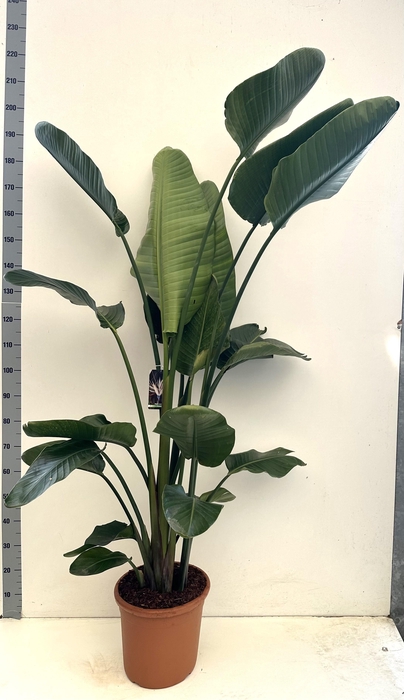 <h4>STRELITZIA NICOLAI</h4>