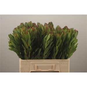 Leucad Saf Goldstrik