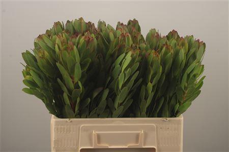 <h4>Leucad Saf Goldstrik</h4>