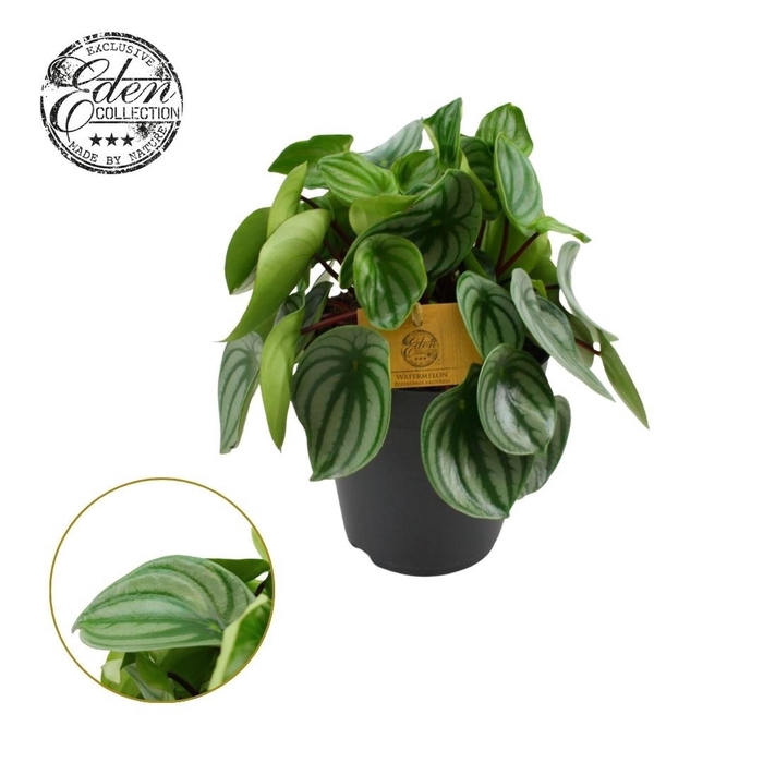 <h4>Peperomia Argyreia 15cm</h4>