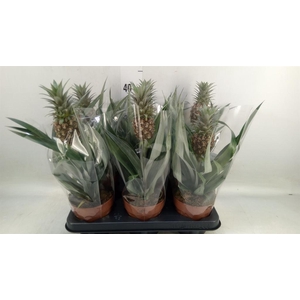 Ananas  'Rosita'