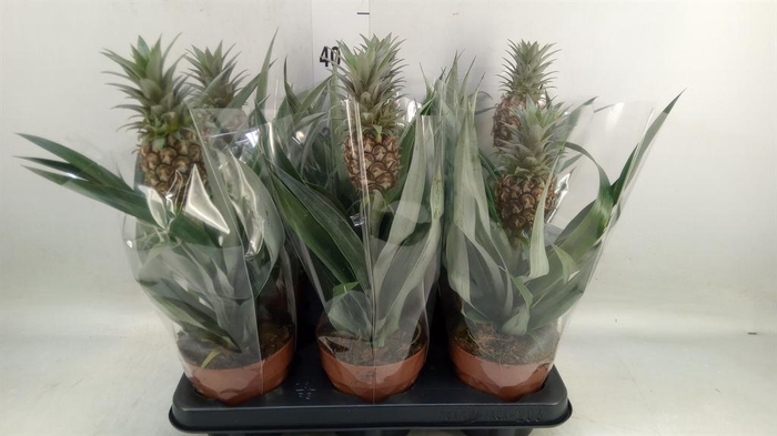 <h4>Ananas  'Rosita'</h4>