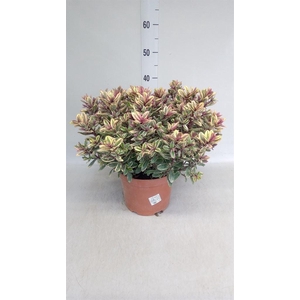 Hebe 'Tricolor'