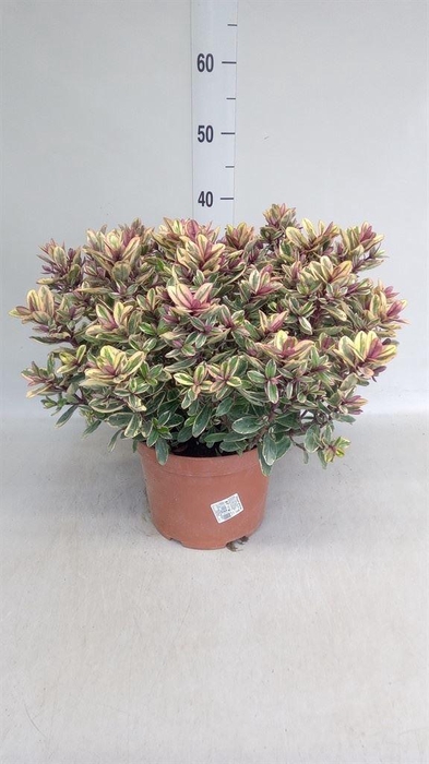 <h4>Hebe 'Tricolor'</h4>
