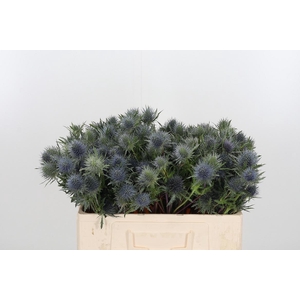 Eryn Supernova Kl Bh Metallic Milka