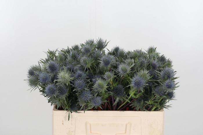 <h4>Eryn Supernova Kl Bh Metallic Milka</h4>