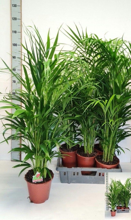 <h4>DYPSIS LUTESCENS</h4>