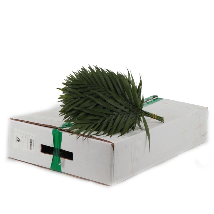 <h4>Chico Doro Doos</h4>