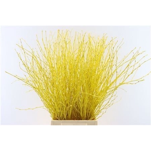 Berk 70cm Yellow Bunch