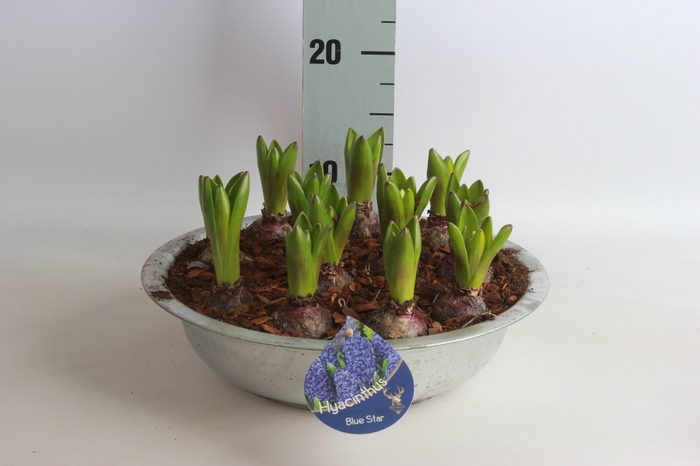 <h4>ARR HYACINTH</h4>