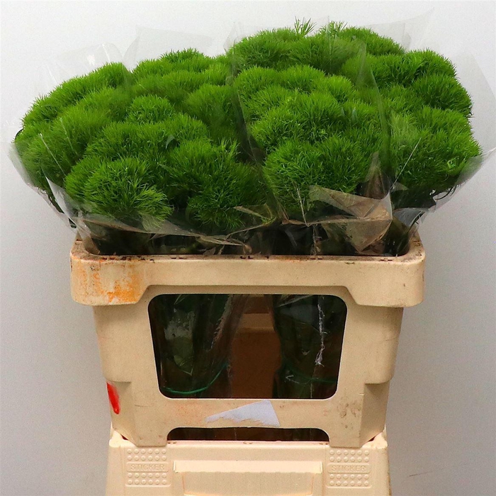 <h4>Di Barb Green Wicky Extra X30</h4>