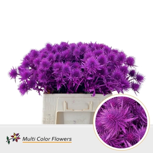 Eryngium alp.   ...colored H%
