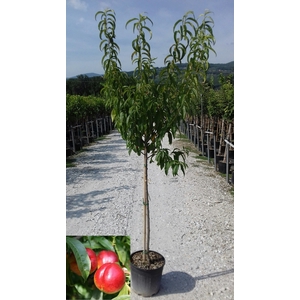 Prunus persica