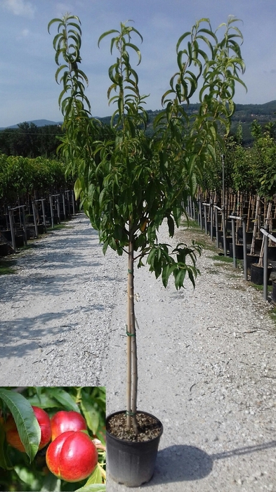 <h4>Prunus persica</h4>