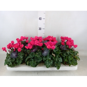 Cyclamen KL   ...patio