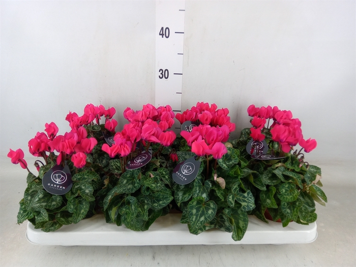 <h4>Cyclamen KL   ...patio</h4>