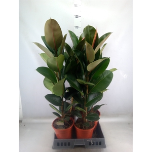 Ficus elastica 'Robusta'