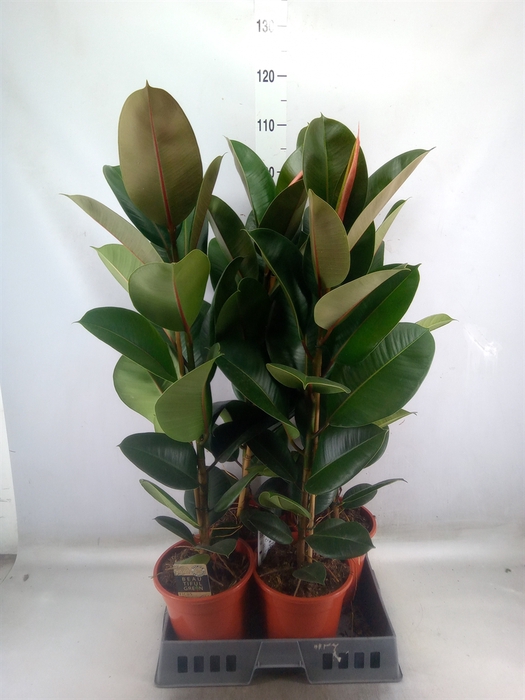 <h4>Ficus elastica 'Robusta'</h4>