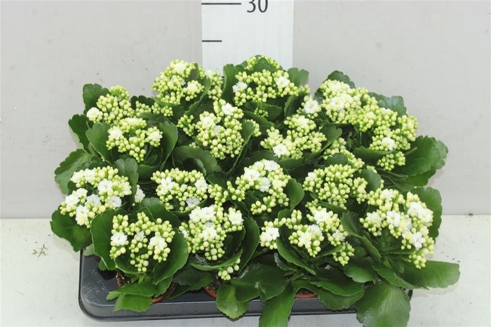 <h4>Kalanchoe Rosalina Wit</h4>