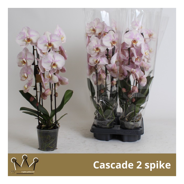 <h4>Phalaenopsis Elegans Cascade 12Ø 55cm 2st 16fl</h4>