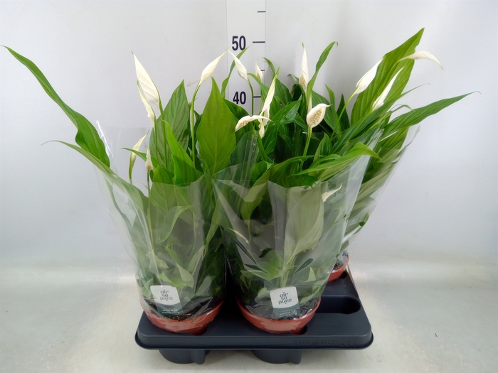 <h4>Spathiphyllum  'Pearl Cupido'</h4>