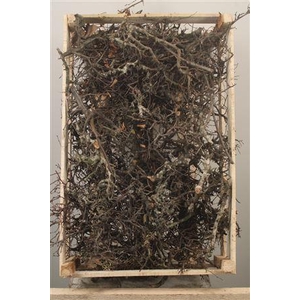 Bonsai Crate Naturel