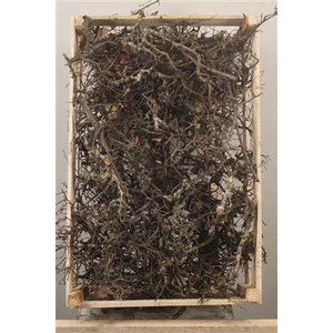 Bonsai Crate Naturel