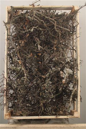 <h4>Bonsai Crate Naturel</h4>