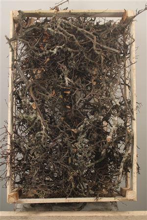 <h4>Bonsai Crate Naturel</h4>