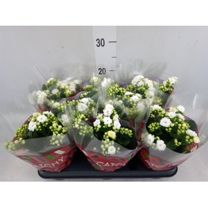 Kalanchoe blos. 'Calandiva Whites'