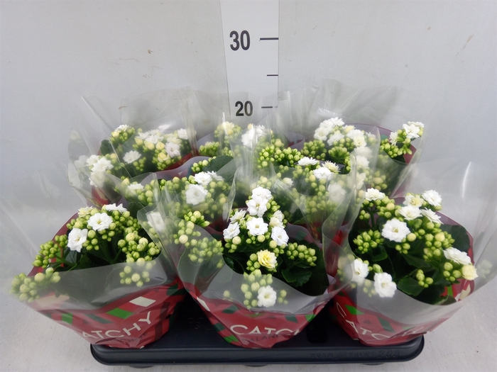 <h4>Kalanchoe blos. 'Calandiva Whites'</h4>