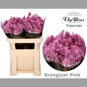 ERYNGIUM SUPERNOVA PINK 60cm