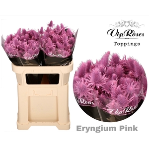 ERYNGIUM SUPERNOVA PINK 70cm