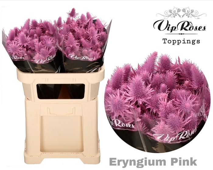 <h4>ERYNGIUM SUPERNOVA PINK 70cm</h4>