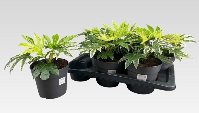Fatsia Variegata
