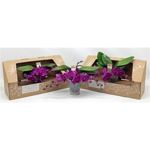 Table Orchid GROEN PAARS